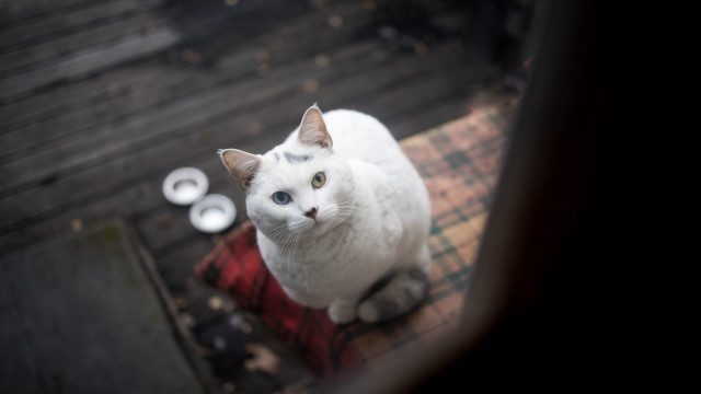 White cat coffee plate blurry free wallpaper for desktop - medium preview image