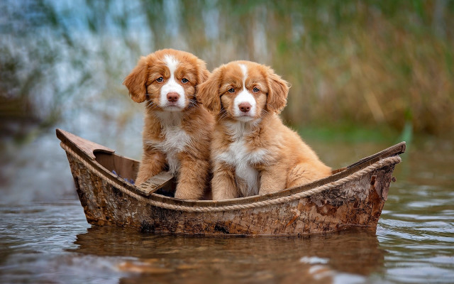 Puppies boat water smiling blurry free wallpaper for desktop - medium preview image
