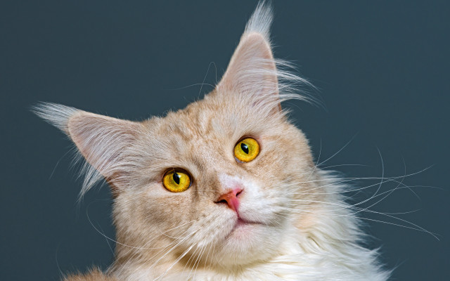 Cat yellow eyes looking up free wallpaper for desktop - medium preview image