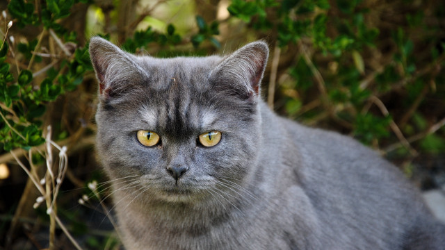 Gray cat yellow eyes bushy free wallpaper for desktop - medium preview image