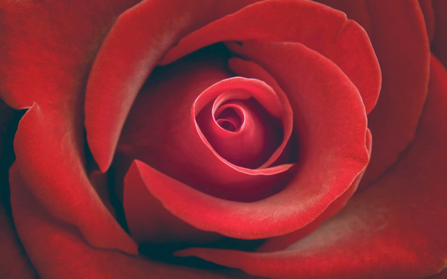 Red rose white black white free wallpaper for desktop - medium preview image