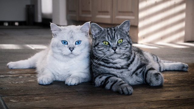 Cats blue eyes green eyes free wallpaper for desktop - medium preview image