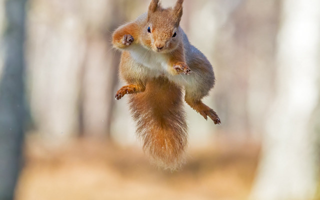 Squirrel arabesque jumping motion blur free wallpaper for desktop - medium preview image