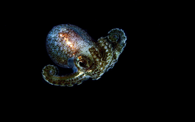 Octopus hologram darkwater glowing planet free wallpaper for desktop - medium preview image