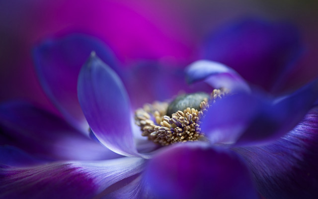 Purple flower green center yellow free wallpaper for desktop - medium preview image