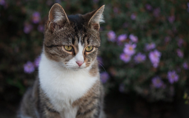Cat purpleflowers bush shallowbokeh 3d free wallpaper for desktop - medium preview image