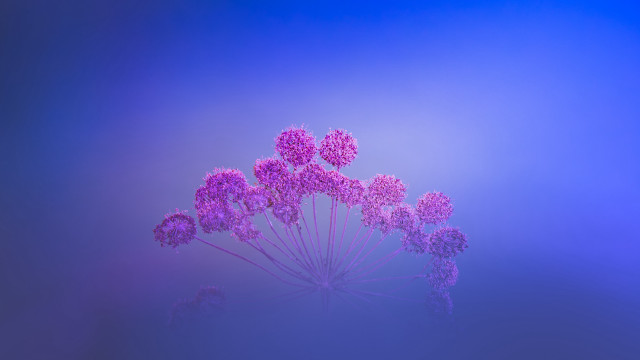 Purple flowers blue background macro free wallpaper for desktop - medium preview image