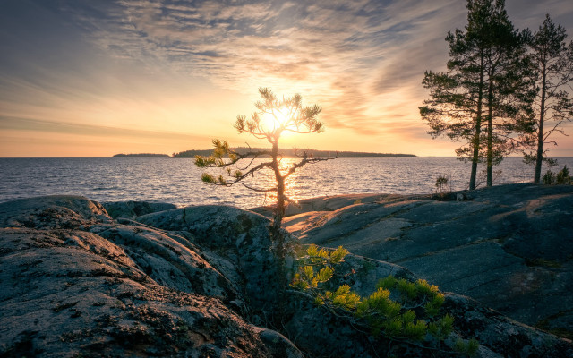 Tree rock ocean sunset beautiful free wallpaper for desktop - medium preview image