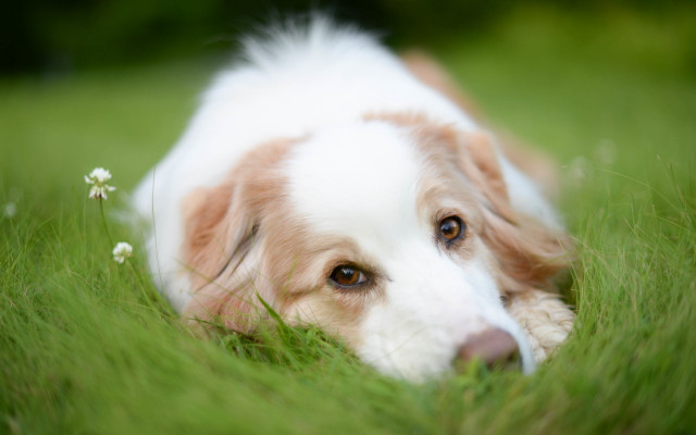 Dog laying in grass brown free wallpaper for desktop - medium preview image