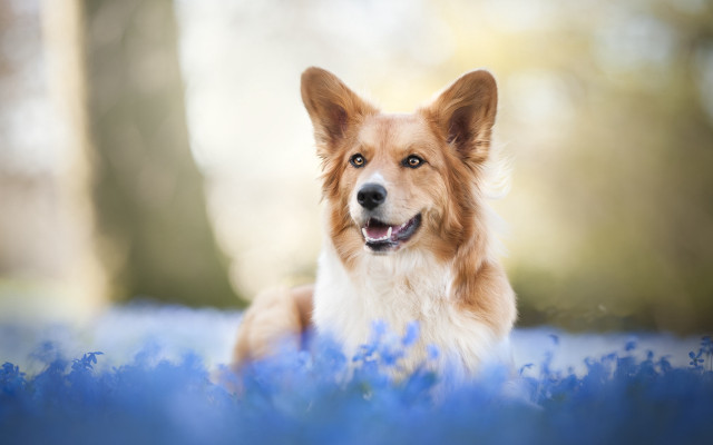 Dog blue flower field smiling free wallpaper for desktop - medium preview image