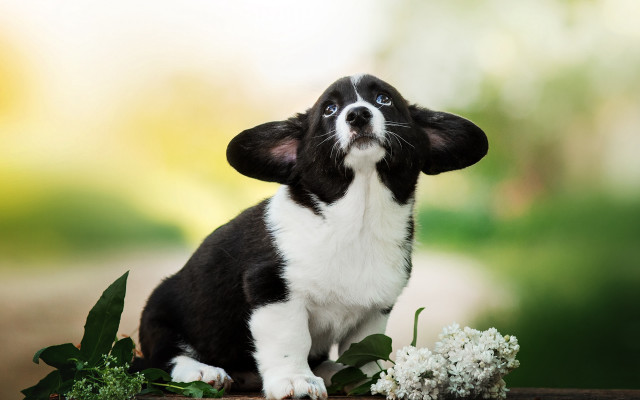 Small black white dog flowers free wallpaper for desktop - medium preview image
