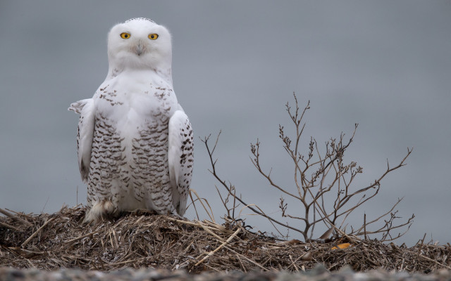 White owl puzzle forest moon free wallpaper for desktop - medium preview image