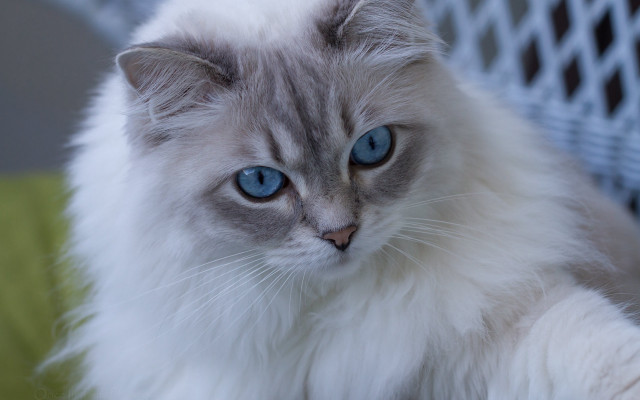 White cat blue eyes chair free wallpaper for desktop - medium preview image