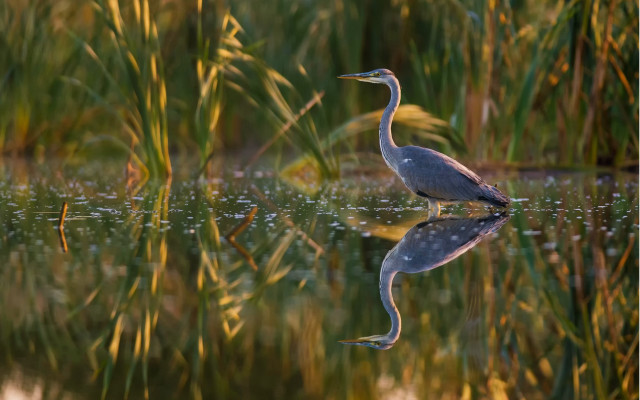 Bird water reeds droplets nature free wallpaper for desktop - medium preview image