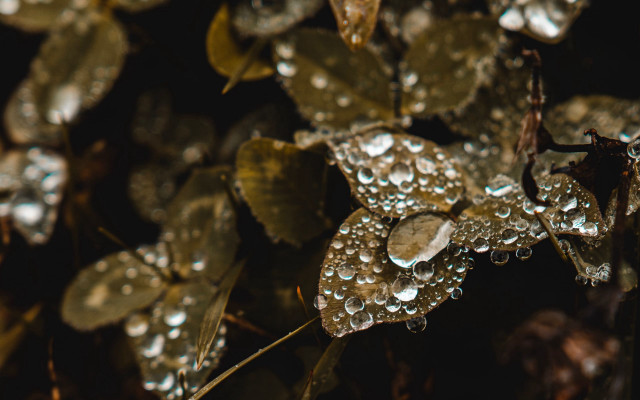 Leaf water droplets macro bokeh free wallpaper for desktop - medium preview image