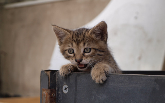 Kitten box surprised carlos catasse free wallpaper for desktop - medium preview image