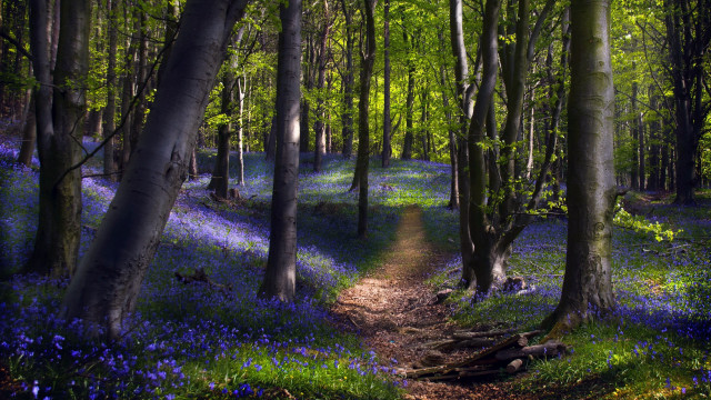 Forest bluebells blooming trees bridge free wallpaper for desktop - medium preview image
