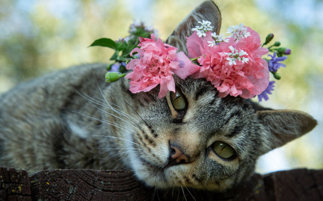Cat flower crown fence post free wallpaper for desktop - medium preview image