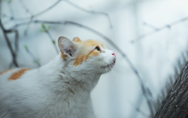 Cat looking up bare tree free wallpaper for desktop - medium preview image