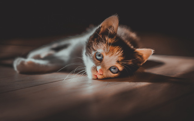 Kitten curious floor photorealistic animal free wallpaper for desktop - medium preview image
