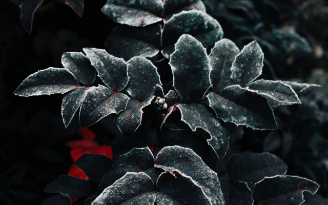 Frosted plant red flowers macro free wallpaper for desktop - medium preview image