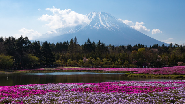 Mountain lake flower field blue free wallpaper for desktop - medium preview image