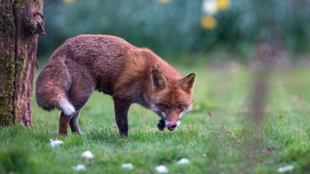 Fox grass tree distant open free wallpaper for desktop - medium preview image