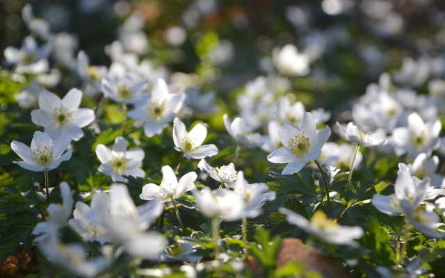 White flower field bokeh butterfly free wallpaper for desktop - medium preview image