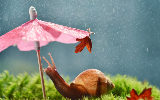 Snail umbrella rain bird surreal free wallpaper for desktop - medium preview image
