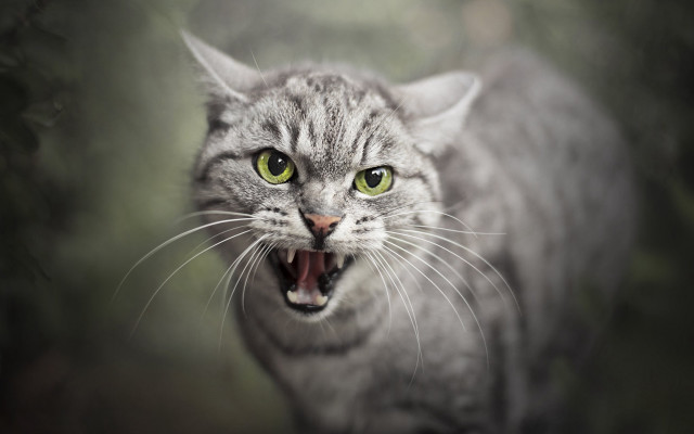 Angry cat open mouth green free wallpaper for desktop - medium preview image