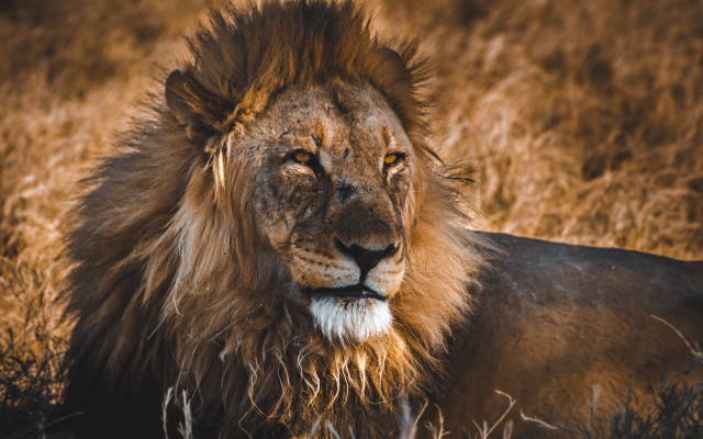 Lion mane field yellow eye free wallpaper for desktop - medium preview image