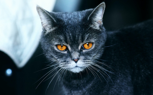 Orange eyes black cat symmetrical free wallpaper for desktop - medium preview image