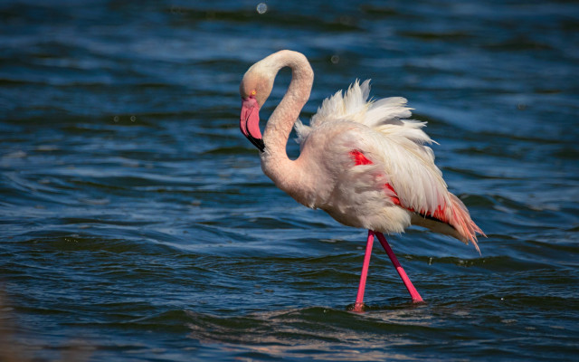 Flamingo water legs open underwater free wallpaper for desktop - medium preview image