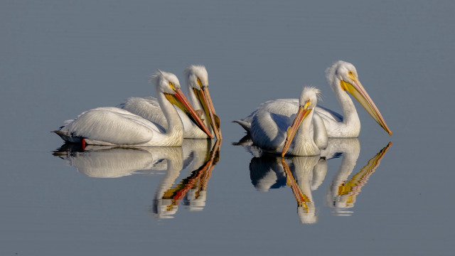 Three white pelicans water reflections free wallpaper for desktop - medium preview image