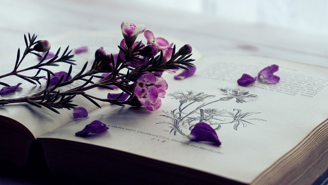 Flower book bug butterfly cloud free wallpaper for desktop - medium preview image