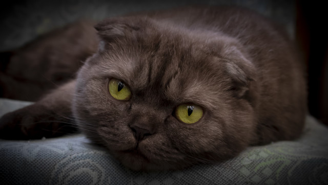 Black cat yellow eyes on free wallpaper for desktop - medium preview image