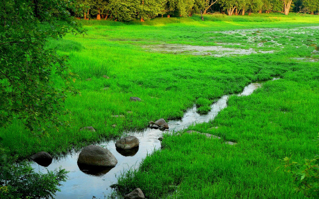 Lush green stream forest meadow free wallpaper for desktop - medium preview image