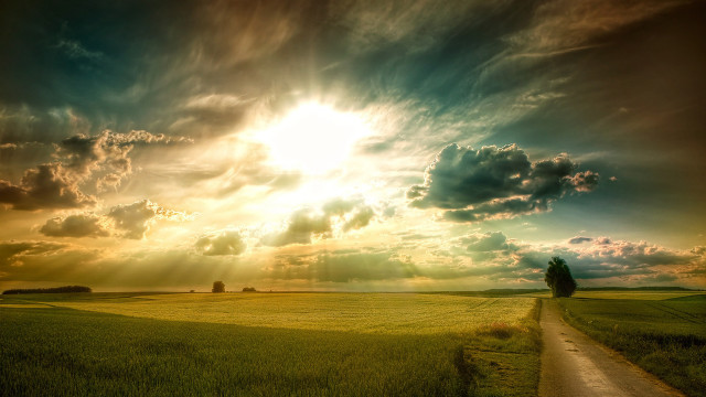 Dirt road field tree sunbeam free wallpaper for desktop - medium preview image
