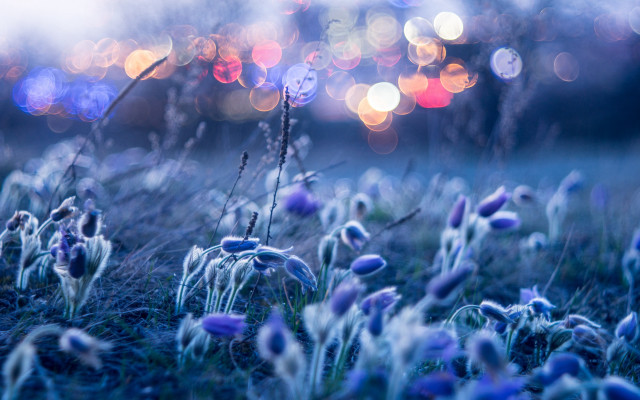 Purple flowers bokeh moon night free wallpaper for desktop - medium preview image