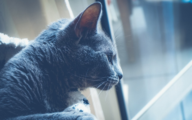 Cat window outside shallow depth free wallpaper for desktop - medium preview image
