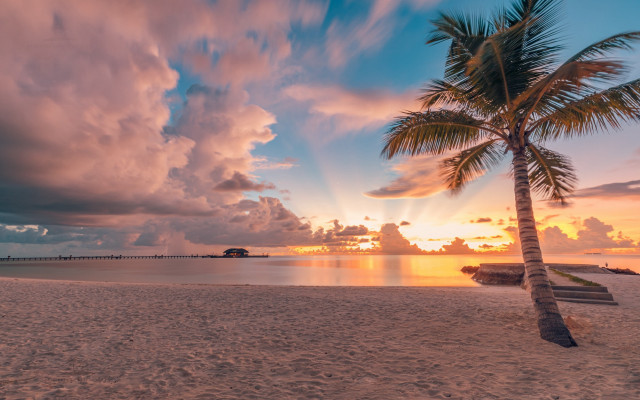 Palm tree beach sunset clouds #3 free wallpaper for desktop - medium preview image