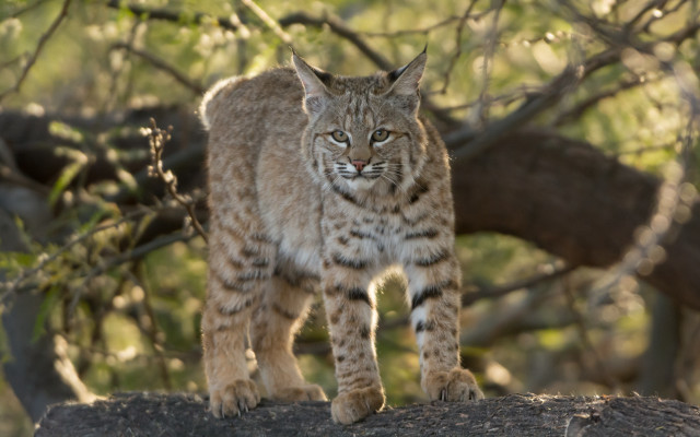Lynx rock forest branch bokeh free wallpaper for desktop - medium preview image