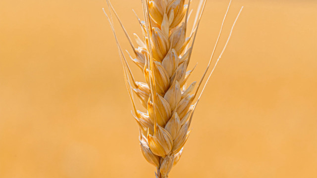 Wheat bird macro precisionism orange free wallpaper for desktop - medium preview image