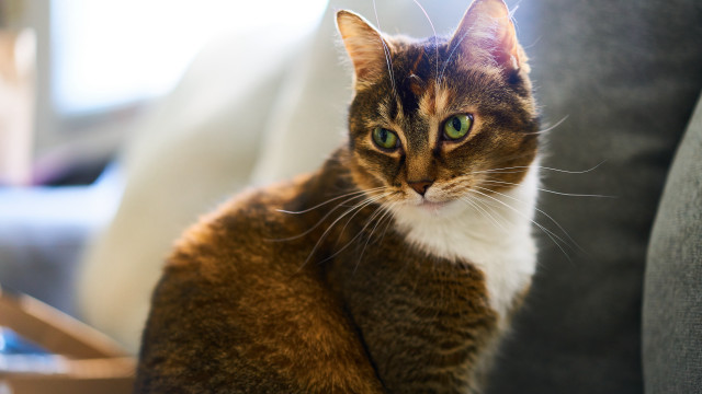 Cat couch green eyes blurry free wallpaper for desktop - medium preview image