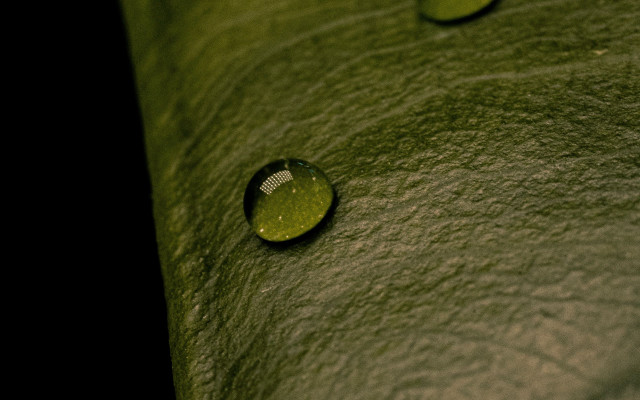 Leaf water drops macro photorealism #7 free wallpaper for desktop - medium preview image
