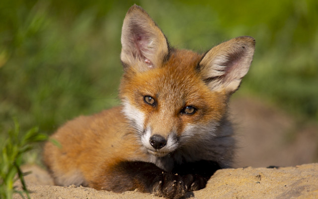 Small fox sand grass sad free wallpaper for desktop - medium preview image