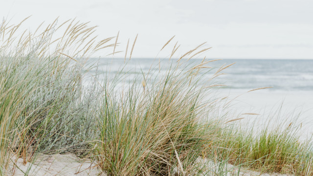 Tall grass beach ocean waves free wallpaper for desktop - medium preview image