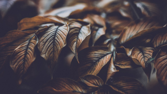 Leafy plant brown leaves macro free wallpaper for desktop - medium preview image
