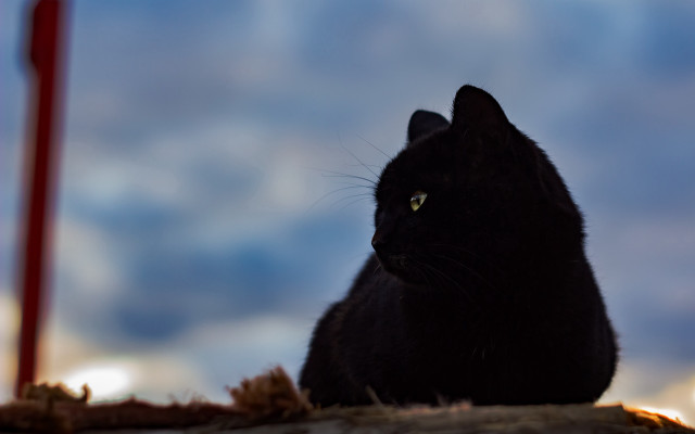 Black cat wooden table red free wallpaper for desktop - medium preview image
