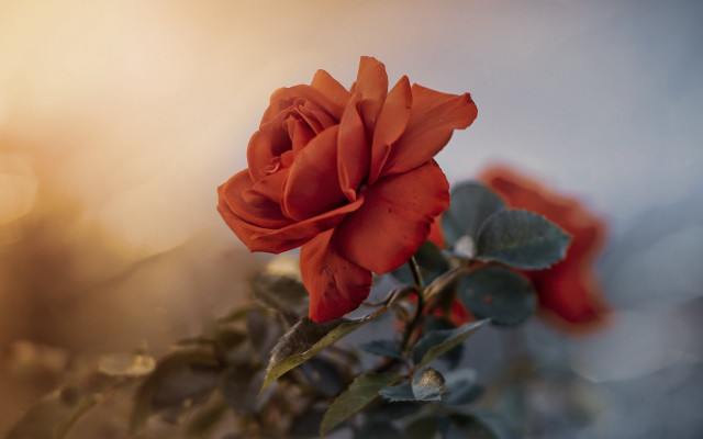 Red rose foreground blurry background free wallpaper for desktop - medium preview image
